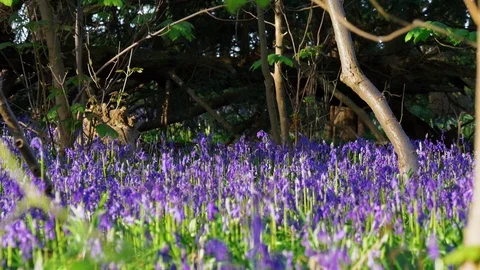Bluebells on forest floor in sunlight Stock Footage 74953007