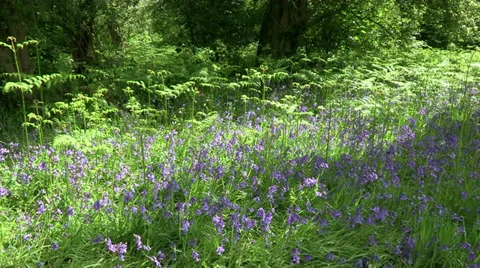 Bluebells in Forest Stock Footage 35445296