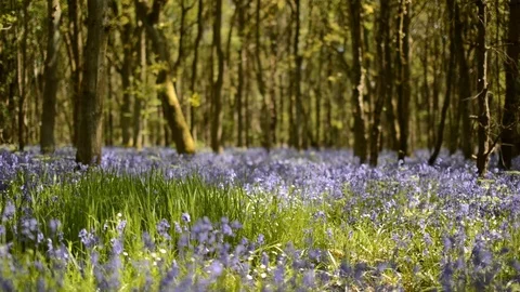Bluebells in Forest Stock Footage 73090138