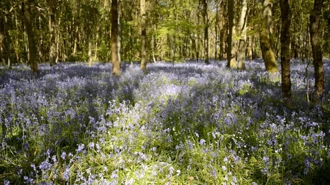Bluebells in Forest Stock Footage 73090299