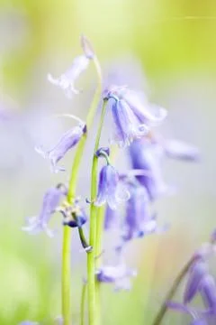 Bluebells in the forest Stock Photos