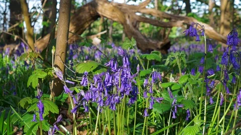 Bluebells in front of fallen tree Stock Footage 74949135