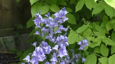 Bluebells in the garden Stock Footage 50309726