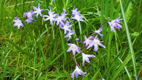 Bluebells in the green grass, the first spring flowers Stock Footage 126672937