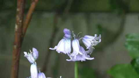 Bluebells in the hedge Stock Footage 50309728