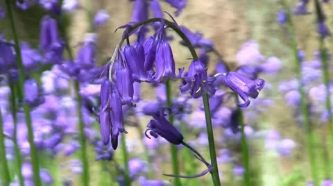 Bluebells (Hyacinthoides non-scripta) 库存影片 11142886