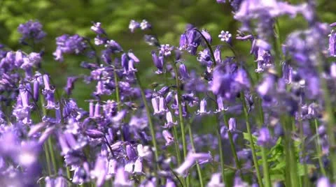 Bluebells (Hyacinthoides non-scripta) 库存影片 11142892