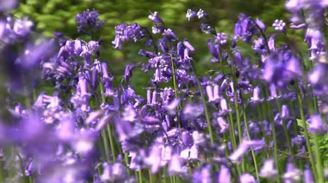 Bluebells (Hyacinthoides non-scripta) Stock Footage 11142938