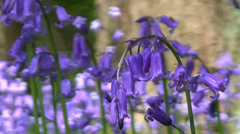 Bluebells (Hyacinthoides non-scripta) 库存影片 11142989