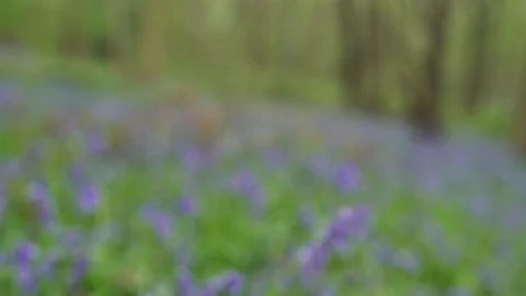 Bluebells (Hyacinthoides non-scripta) Stock Footage 129117973