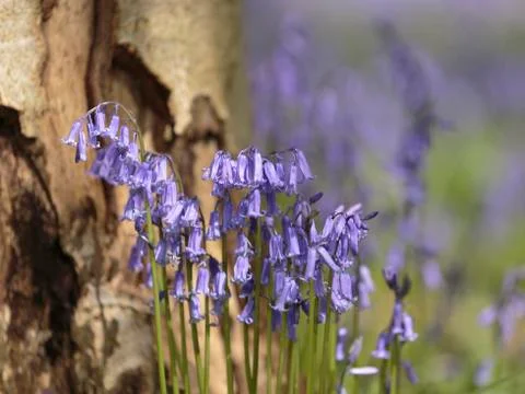 Bluebells (Hyacinthoides non-scripta) Stock Photos