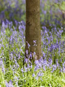 Bluebells (Hyacinthoides non-scripta) Stock Photos