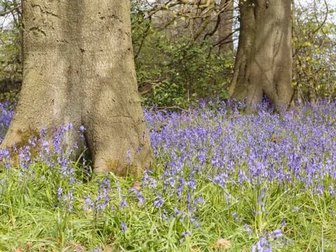 Bluebells (Hyacinthoides non-scripta) Stock Photos