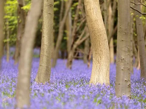 Bluebells (Hyacinthoides non-scripta) Stock Photos