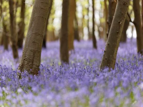 Bluebells (Hyacinthoides non-scripta) Stock Photos