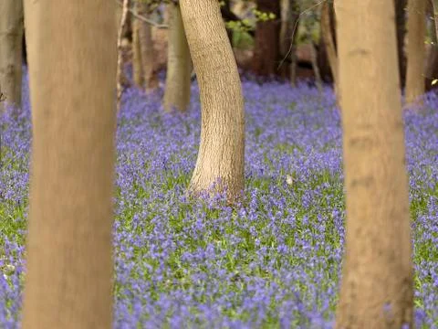 Bluebells (Hyacinthoides non-scripta) Stock Photos