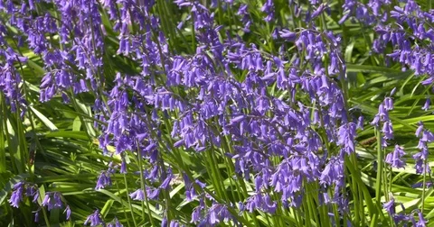Bluebells, Hyacinthoides non-scripta with strongly recurved petals Stock Footage 75608491