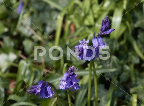 Bluebells IMG 9925 Stock Photos