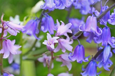 Bluebells meadow Stock Photos