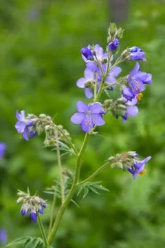 Bluebells Photos