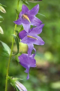 Bluebells Foto stock