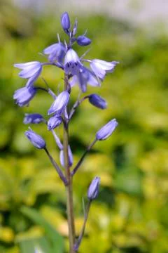 Bluebells Stock Photos