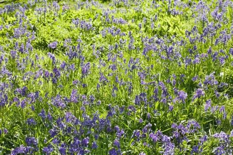 Bluebells Stock Photos