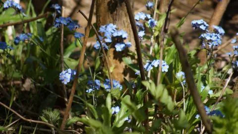 Bluebells Stock Photos