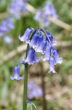 Bluebells Stock Photos