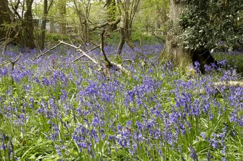 Bluebells Stock Photos