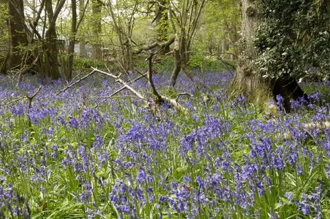 Bluebells Foto stock