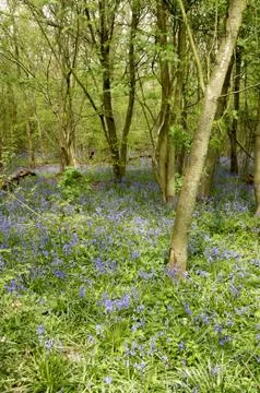 Bluebells Stock Photos