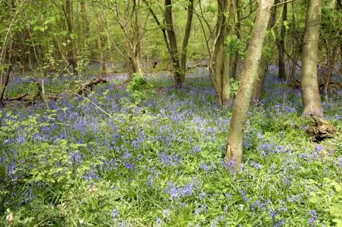 Bluebells Stock Photos