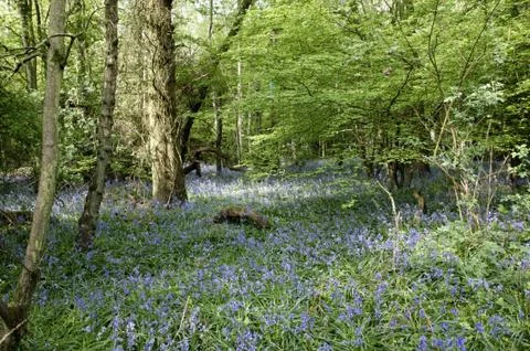 Bluebells Stock Photos