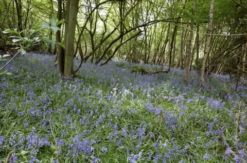 Bluebells Stock Photos