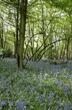 Bluebells Stock Photos