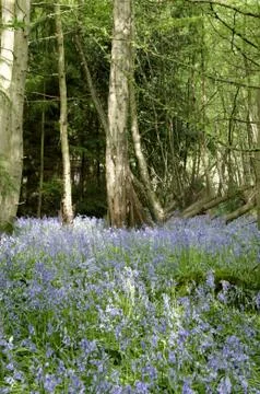 Bluebells Stock Photos