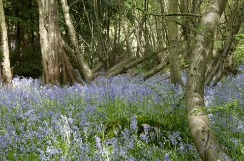 Bluebells Stock Photos