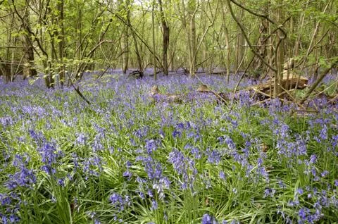 Bluebells Stock Photos