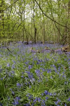 Bluebells Stock Photos