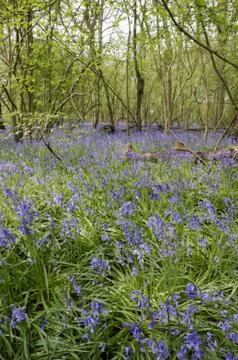 Bluebells Stock Photos