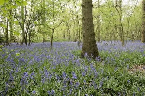 Bluebells Stock Photos