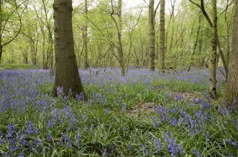 Bluebells Stock Photos