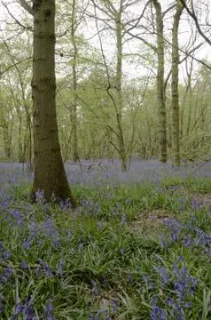 Bluebells Stock Photos