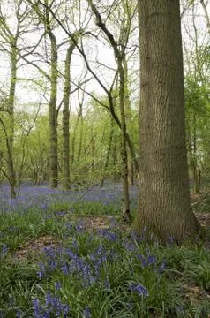 Bluebells Stock Photos