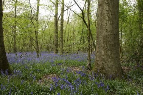 Bluebells Stock Photos