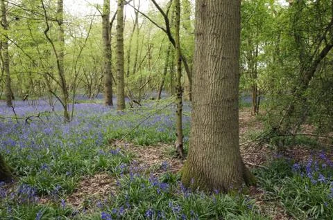 Bluebells Stock Photos