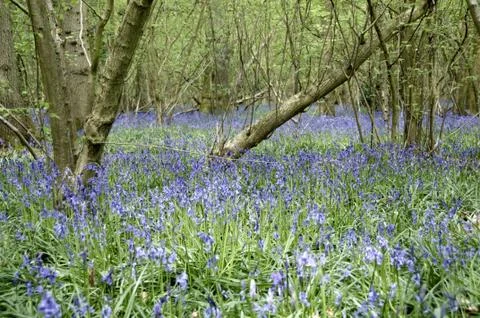 Bluebells Stock Photos
