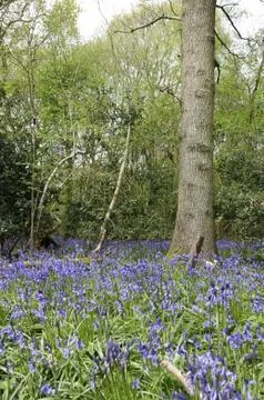 Bluebells Stock Photos