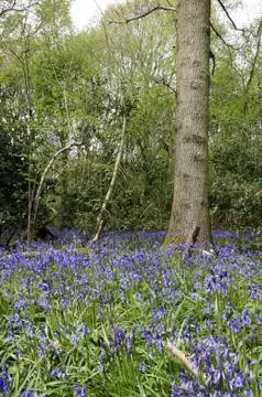 Bluebells Stock Photos